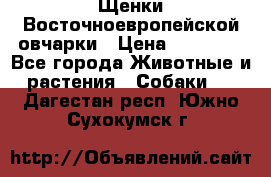 Щенки Восточноевропейской овчарки › Цена ­ 25 000 - Все города Животные и растения » Собаки   . Дагестан респ.,Южно-Сухокумск г.